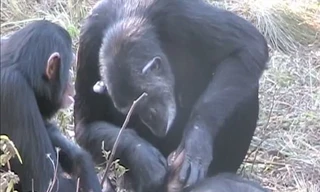 Tinh tinh cái tên Noel đánh răng cho đứa con đã chết 