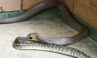 Rắn nâu cực độc nuốt chửng đồng loại.