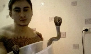 Nam thanh niên thiệt mạng vì chơi với rắn hổ mang chúa