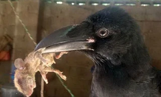 Lạ kỳ quạ sủa như chó, bắt chuột như mèo