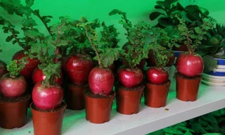 Những rau củ độc đáo làm hoa cảnh Tết