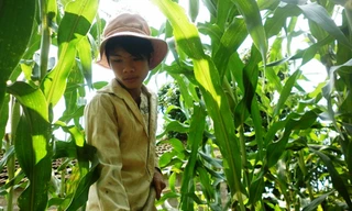 Cậu học trò làm thuê nuôi bố mẹ bệnh tật