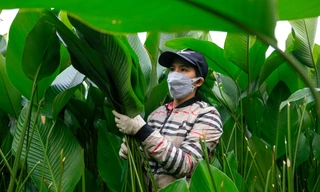 Người dân làng trồng lá dong tại Hà Nội tất bật ‘hái lá đếm tiền’ dịp cận Tết