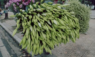 Hà Nội đắm mình trong sắc trắng của hoa loa kèn 