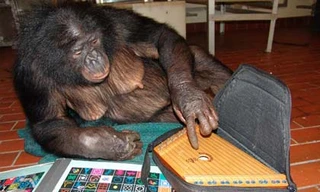 Hắc tinh tinh Panbanisha