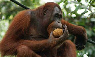 Đười ươi Borneo (Pongo pygmaeus)