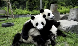 Gấu trúc rất thích bạn tình hát cho nghe khi quan hệ