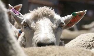 Ngay khi vừa bị giết thịt, những con cừu được tiêm nước bẩn vào để tăng trọng lượng