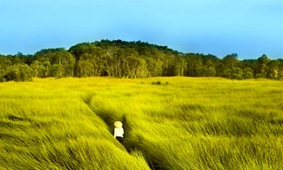 Cảm nhận 'Cánh đồng bất tận'