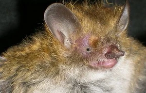 Phát hiện nhiều chủng động vật trong 20 năm qua