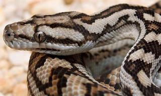 Con trăn dài 4,5 mét xiết cổ người bảo vệ đến chết ngay trước một khách sạn nổi tiếng ở Bali