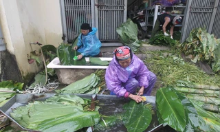 Nghề rửa lá dong hái ra tiền ở công xưởng bánh chưng lớn nhất miền Bắc