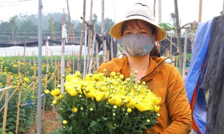 Người dân làng Tây Tựu phấn khởi vì giá hoa 'hồi sinh'
