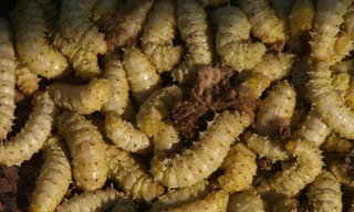 Săn 'đặc sản' nghe tên đã rùng mình ở chợ phiên Lũng Niêm