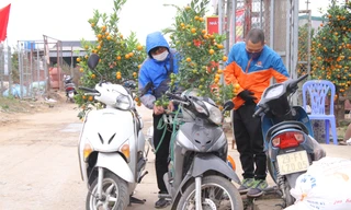 Dịch vụ chở cây cảnh ‘hốt bạc’ những ngày cận Tết