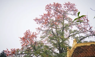 Hoa gạo nở đỏ rực góc phố Tràng Tiền