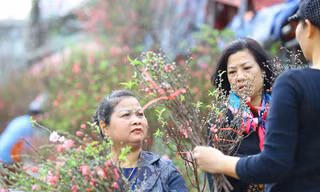 Đào, quất, hoa ngập tràn phố trước rằm tháng Chạp