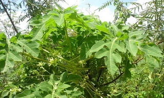 Lá đu đủ có thể chữa sốt xuất huyết