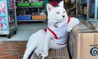 Hóa ra hội “quàng thượng” chính là “trùm cuối” trong các tiệm tạp hóa ở New York