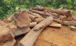 Gỗ lậu được phát hiện tại huyện Đức Cơ