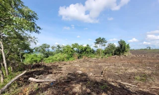 Hiện trường vụ san ủi đất rừng