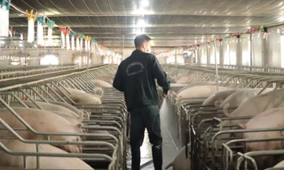 Nhiều dự án trang trại chăn nuôi trên địa bàn tỉnh Gia Lai