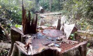 Rừng hương ở Vườn quốc gia Kon Ka Kinh bị đốn hạ. Ảnh cán bộ cung cấp