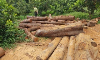 Kiểm lâm 'đột kích' nhà xưởng ở biên giới, phát hiện 100 lóng gỗ nghi nhập lậu