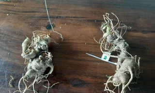 Kon Tum: Chi 13 tỷ đồng mua máy kiểm định sâm nhưng 'ế' khách 