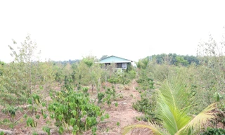 Khu vực bị kê khống số lượng cây để đền bù.