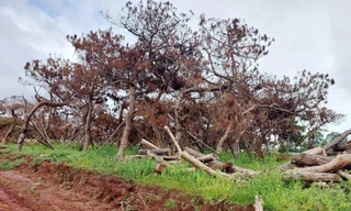 Xót xa loạt cây thông bon sai chết khô tại sân Golf nghìn tỷ Gia Lai