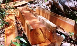 Gỗ quý bị xẻ hộp để đưa ra khỏi rừng