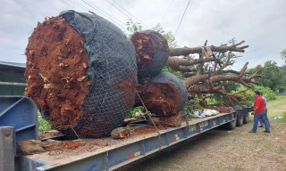 Xử phạt xe chở cây 'khủng' nghênh ngang chạy trên quốc lộ 