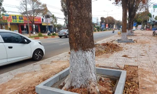 Rễ cây xanh bị chặt ở dự án 12, 6 tỷ đồng