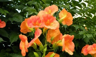 Hoa cảnh chữa viêm gan, quai bị