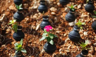 Hoa đã nở trên những vỏ lựu đạn ở Bờ Tây