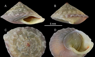 Công bố loài ốc cạn mới ở hang động Sơn Đoòng