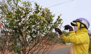 Cung đường mai độc đáo nhất Bà Rịa-Vũng Tàu vào mùa lặt lá