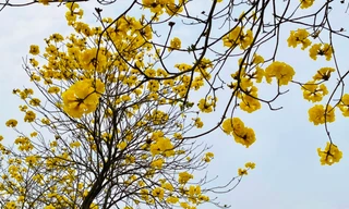 Phong linh nở vàng rực ở La Khê