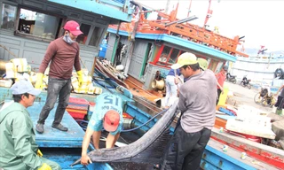 Xong chuyến biển này, mọi người sẽ về quê đón Tết cùng gia đình. Ảnh: T.T