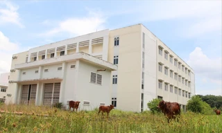 Người dân thả bò trong công trình Bệnh viện Lao, phổi Bình Dương bị bỏ hoang. Ảnh: H.C