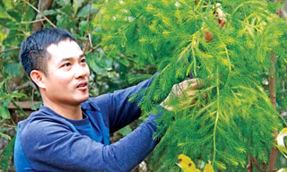 Bí ẩn linh mộc tụ khí thiêng Yên Tử