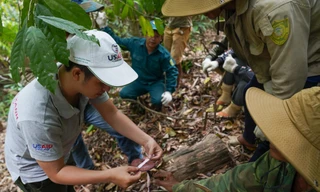 Khi cây đẳng sâm được trồng và khai thác hợp lý, đời sống của người dân ở xã Gary (huyện Tây Giang, tỉnh Quảng Nam) được cải thiện rõ rệt. Ảnh: Giang Thanh