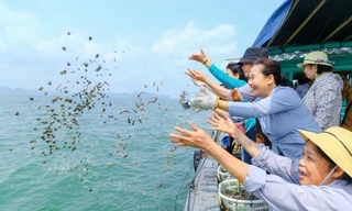 Chim bán để phóng sinh