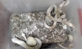 Nấm thức thần được phát hiện lần đầu tiên tại Hà Nội