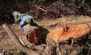 Một cây gỗ lớn ở tiểu khu 22 bị đốn hạ