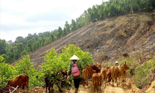 Thả bò trên đồi