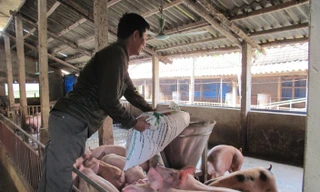 Các doanh nghiệp chăn nuôi lớn nên “nhả” con giống, thức ăn chăn nuôi với giá hợp lý cho các hộ chăn nuôi, trang trại, HTX