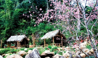 Anh đào Nhật Bản tại Điền Trang