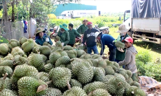 Sầu riêng đạt chất lượng sẽ được thu mua xuất khẩu